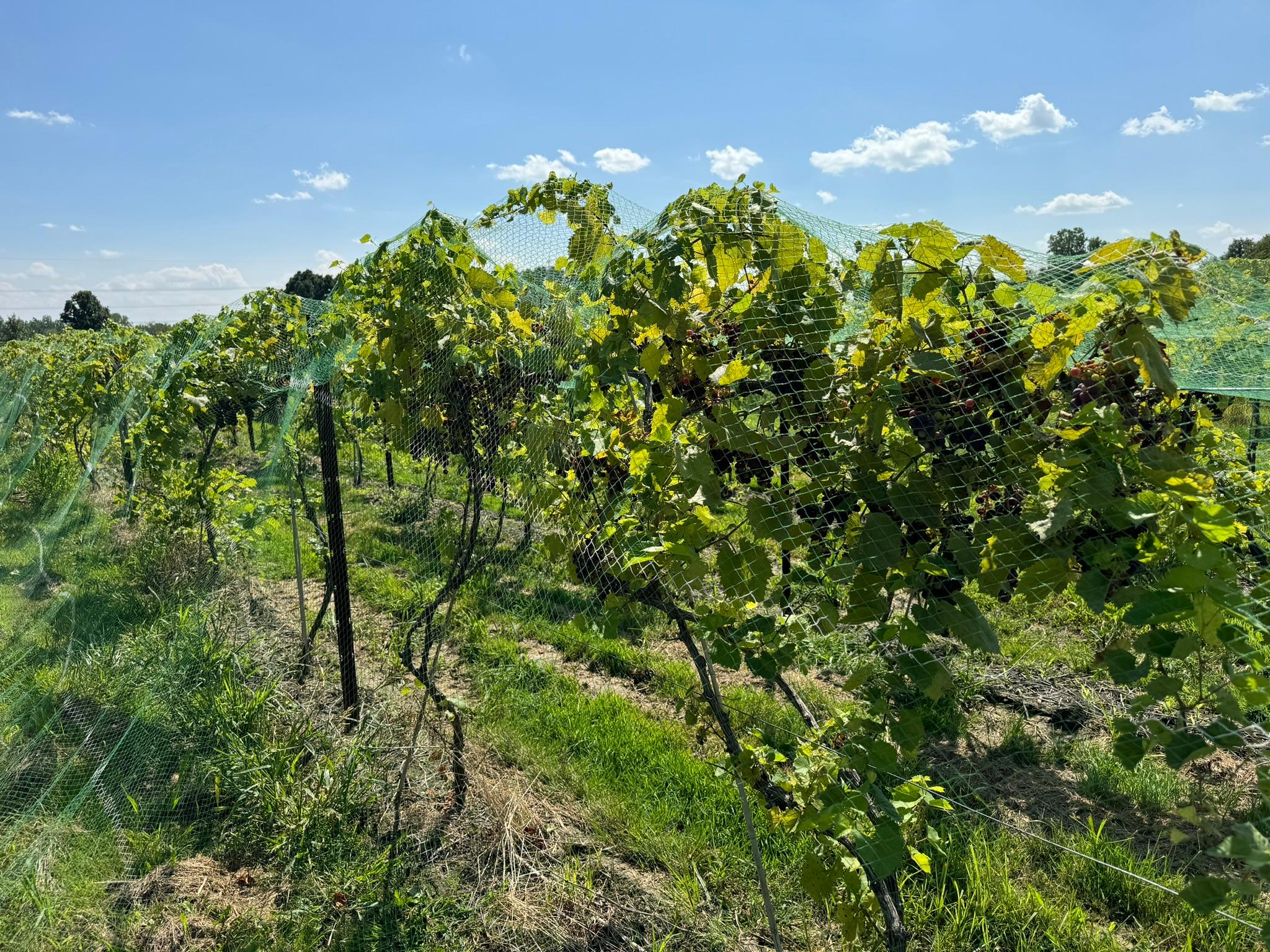 Ripening grapes on a vine.